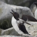 razorbill_msi_h_0005_can0005.jpg